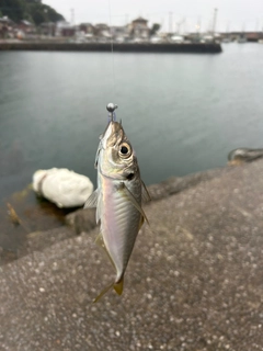 マアジの釣果