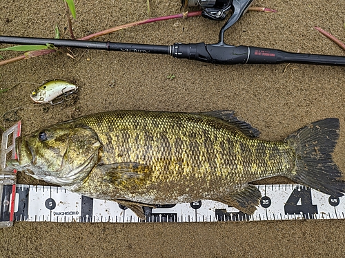 スモールマウスバスの釣果