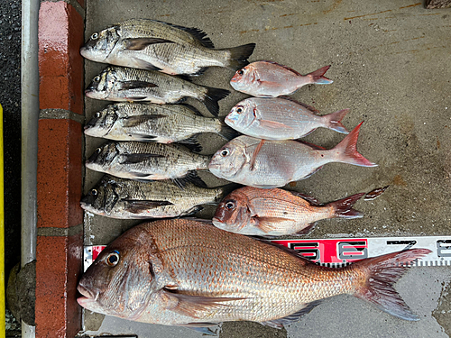 マダイの釣果