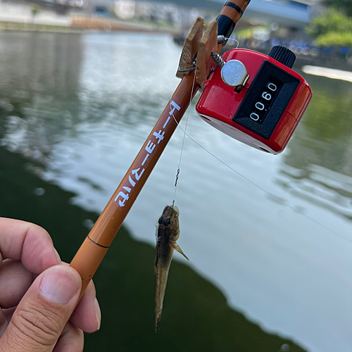 マハゼの釣果