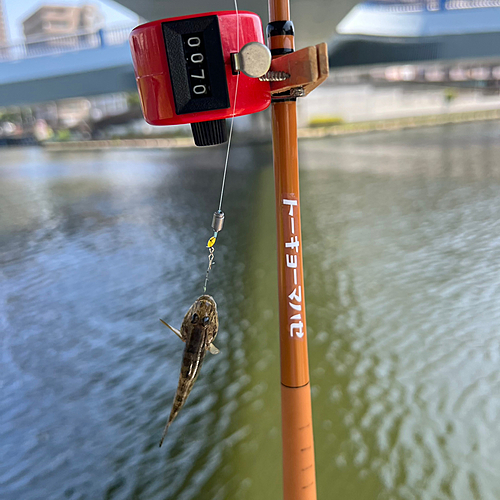 マハゼの釣果