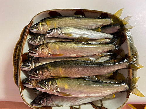 アユの釣果