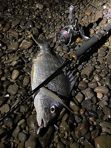 キビレの釣果