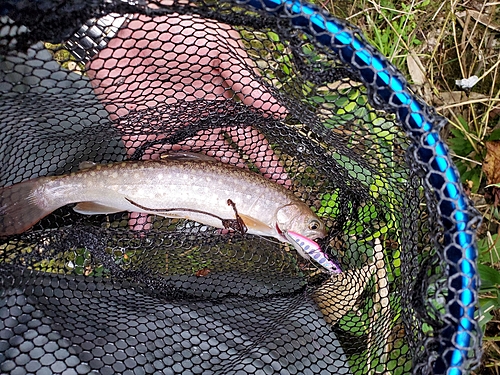 イワナの釣果