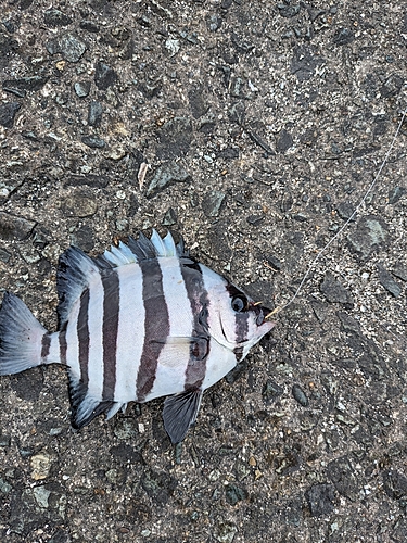 シマダイの釣果