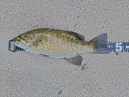 スモールマウスバスの釣果