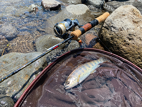 アマゴの釣果