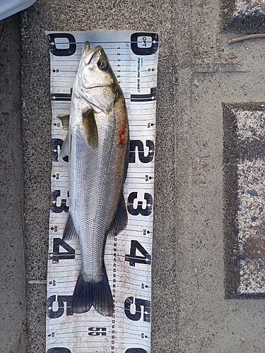 セイゴ（マルスズキ）の釣果