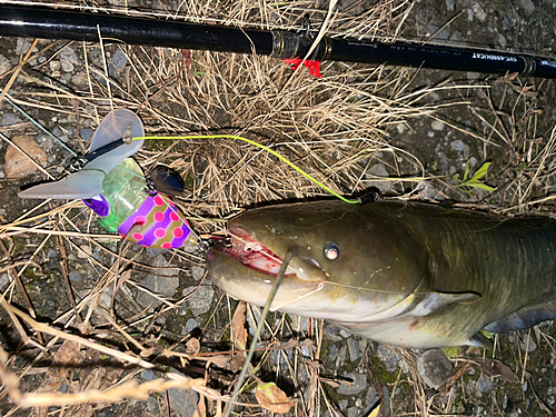 ナマズの釣果