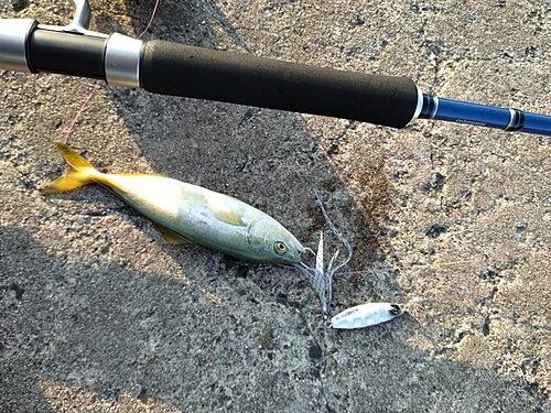 ツバスの釣果