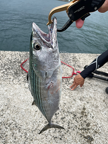 ハガツオの釣果