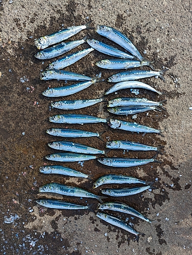 イワシの釣果