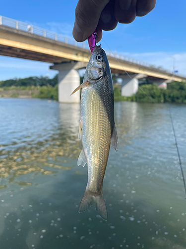 ウグイの釣果