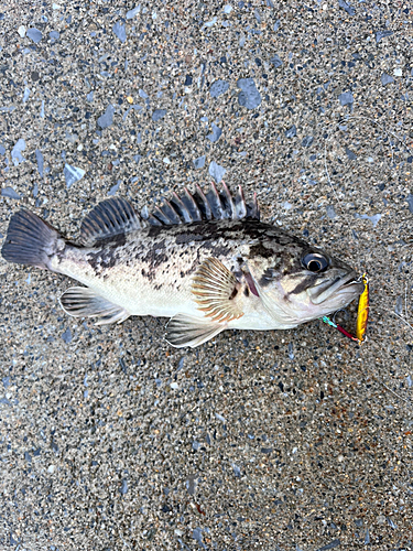 クロソイの釣果