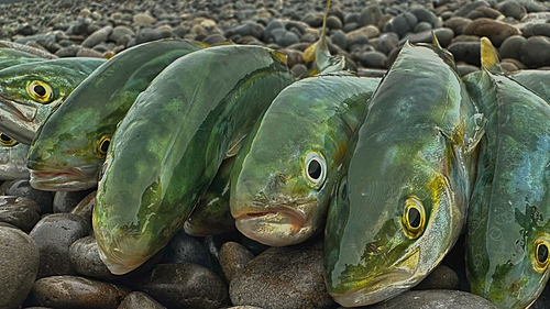 ツバスの釣果