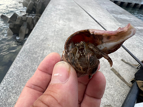 カニの釣果