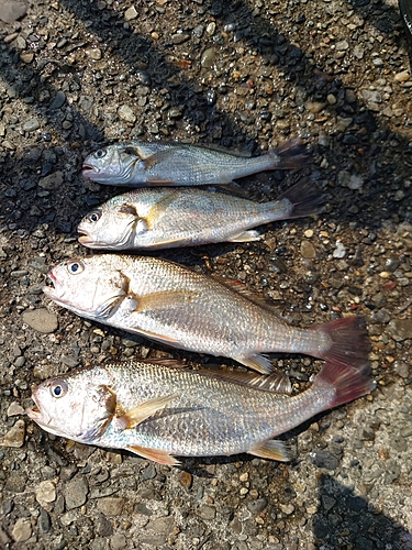 イシモチの釣果