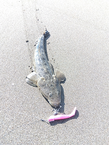 マゴチの釣果