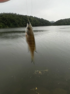 ブルーギルの釣果