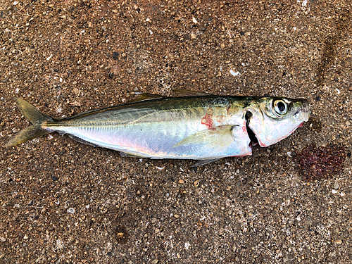 マルアジの釣果