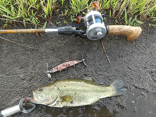 ラージマウスバスの釣果