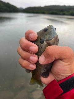 ブルーギルの釣果