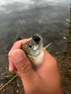 ブルーギルの釣果