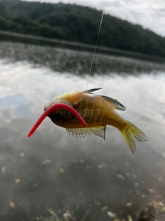 ブルーギルの釣果