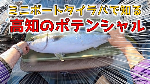 メジロの釣果