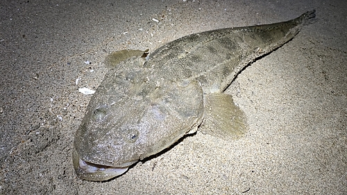 マゴチの釣果