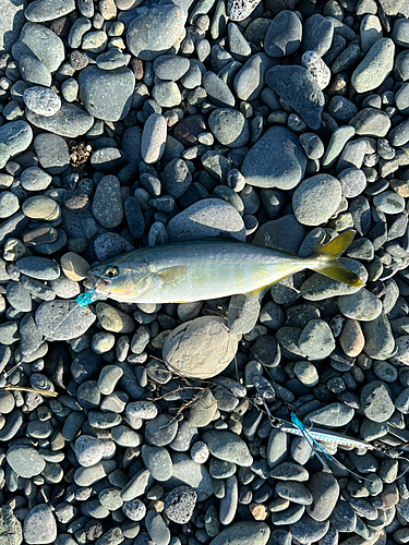 ワカシの釣果