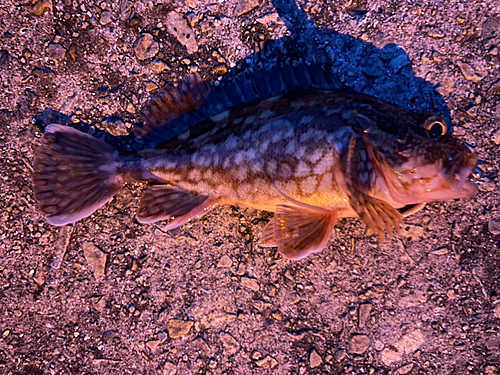 カサゴの釣果