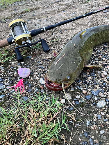 ナマズの釣果