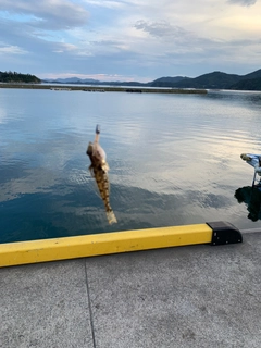 ハゼの釣果