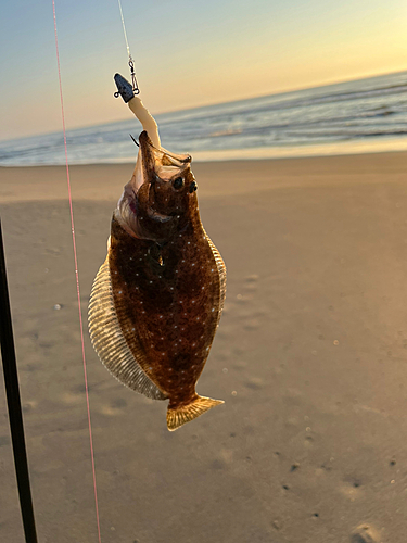 ソゲの釣果