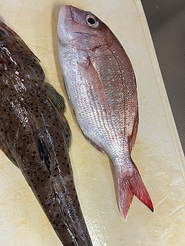 マダイの釣果