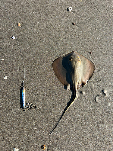 エイの釣果