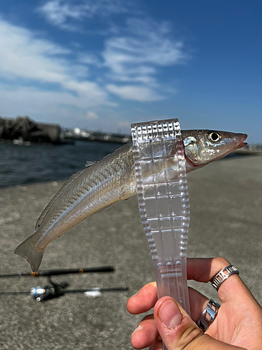 シロギスの釣果