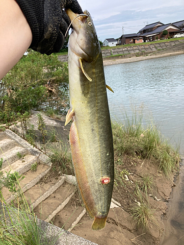 ナマズの釣果