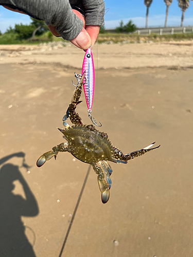 カニの釣果