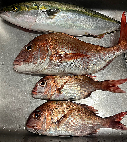 マダイの釣果