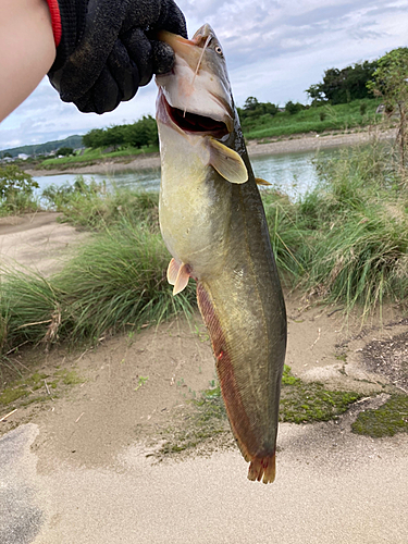 ナマズの釣果