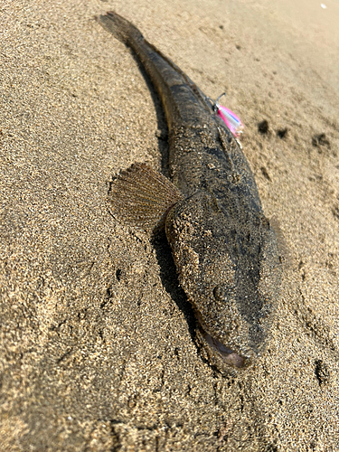 マゴチの釣果