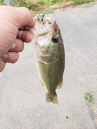 ラージマウスバスの釣果