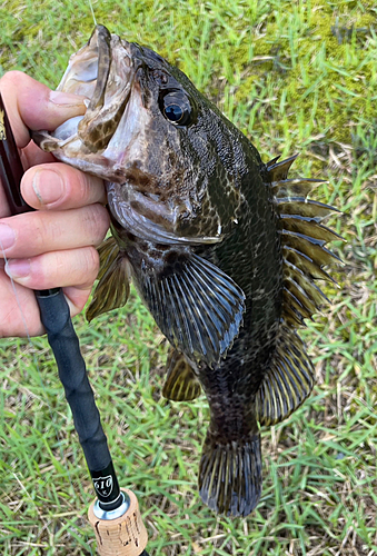 タケノコメバルの釣果