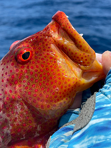 バラハタの釣果