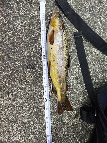 ブラウントラウトの釣果