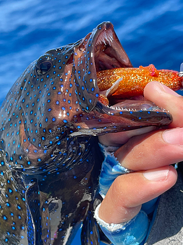 アオノメハタの釣果