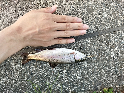 ブラウントラウトの釣果