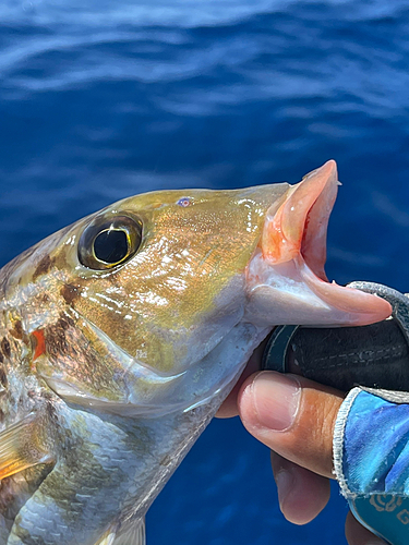 ホオアカクチビの釣果